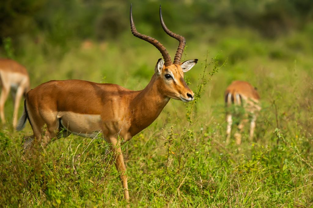 A beautiful impala antelope grazing in the lush green savanna landscape.