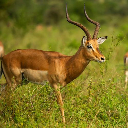 A beautiful impala antelope grazing in the lush green savanna landscape.