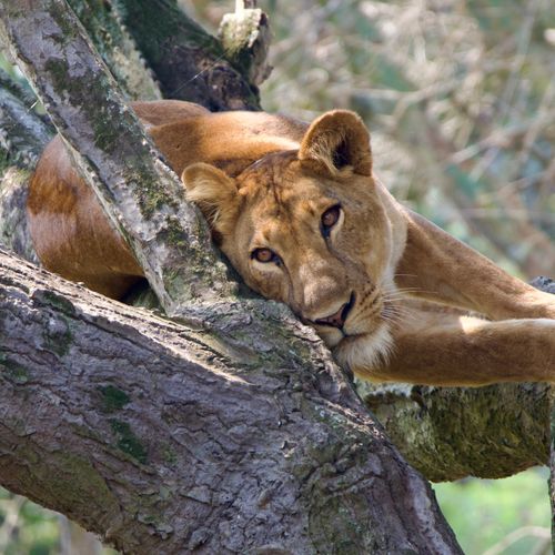 A majestic African lion resting in a tree in Uganda's wilderness. A serene wildlife moment captured.