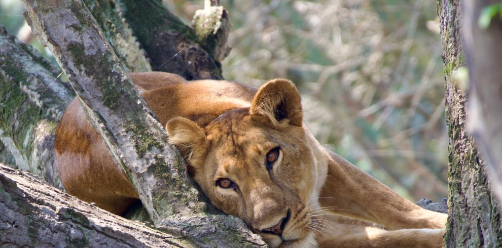 A majestic African lion resting in a tree in Uganda's wilderness. A serene wildlife moment captured.