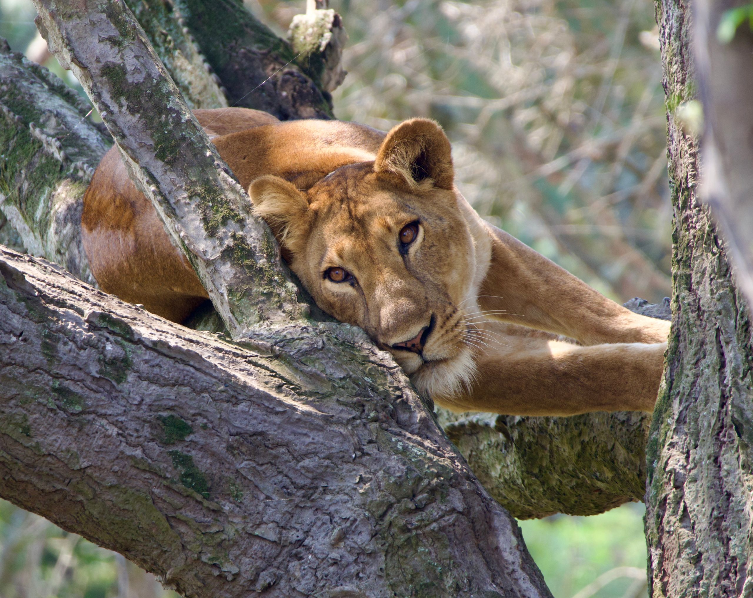 A majestic African lion resting in a tree in Uganda's wilderness. A serene wildlife moment captured.