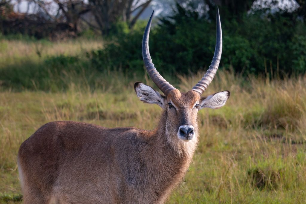 A majestic waterbuck standing in the grassy savanna of Mbarara, Uganda.