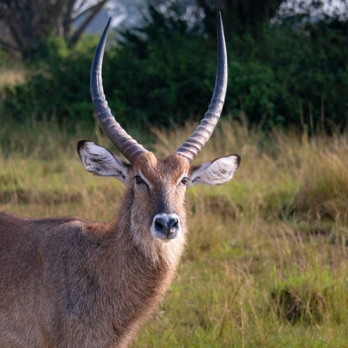 A majestic waterbuck standing in the grassy savanna of Mbarara, Uganda.