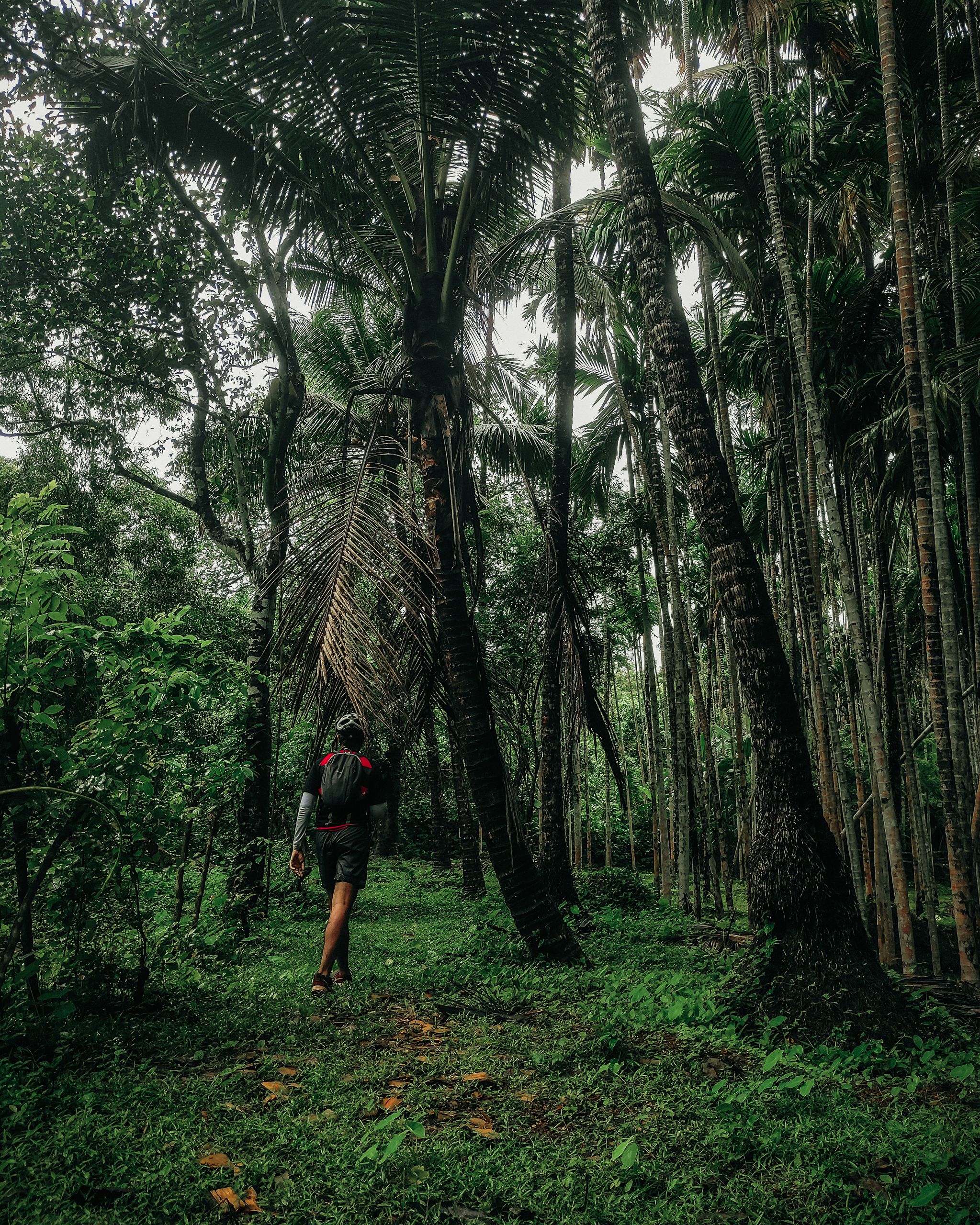 A man hiking through a dense, green tropical jungle surrounded by tall palm trees.