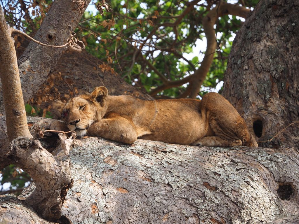 A peaceful lioness resting on a tree branch in Western Uganda's savannah.