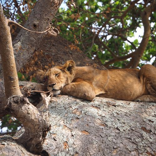 A peaceful lioness resting on a tree branch in Western Uganda's savannah.