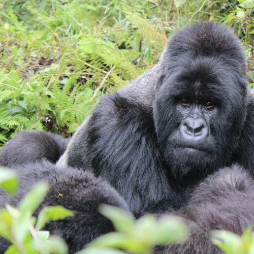 Close-up of a silverback gorilla in the lush forests of Kinigi, Rwanda.