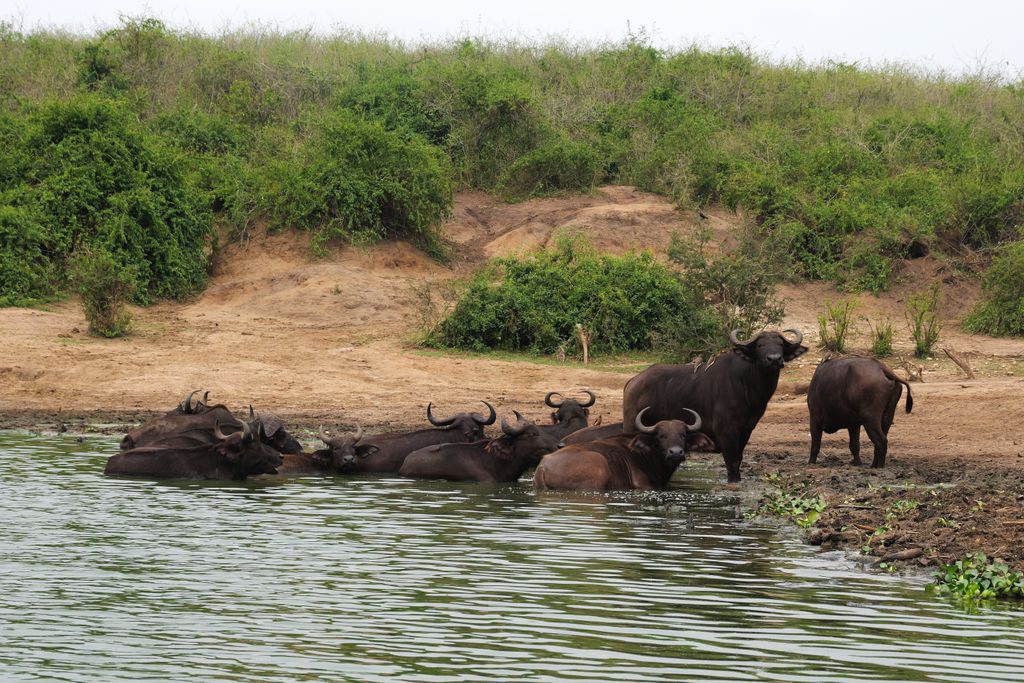 Group of Cape buffalos resting by a watering hole in a natural landscape setting.