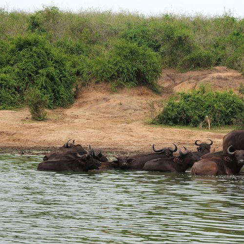 Group of Cape buffalos resting by a watering hole in a natural landscape setting.