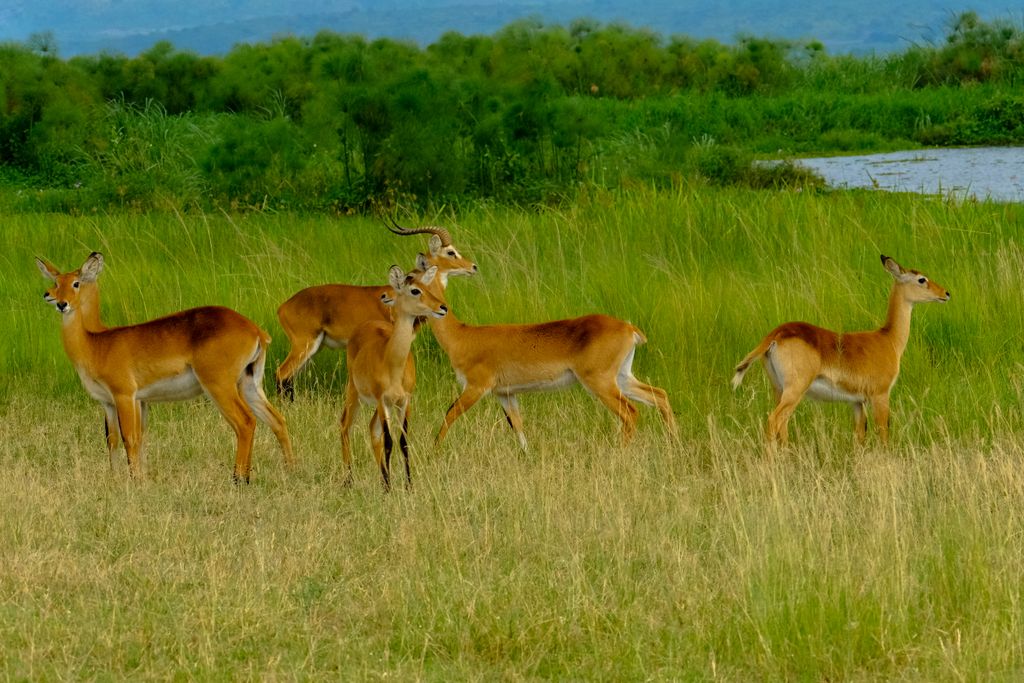 Herd of wild antelopes standing on grassy field near pond and plants in nature in daytime