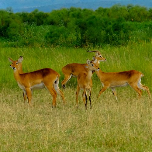 Herd of wild antelopes standing on grassy field near pond and plants in nature in daytime