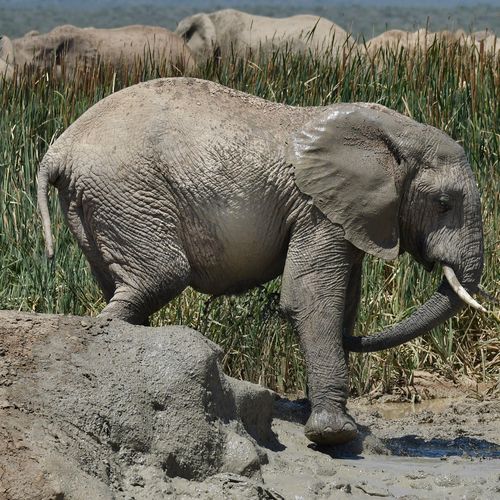 Majestic African elephant enjoys a mud bath in a natural habitat in South Africa.
