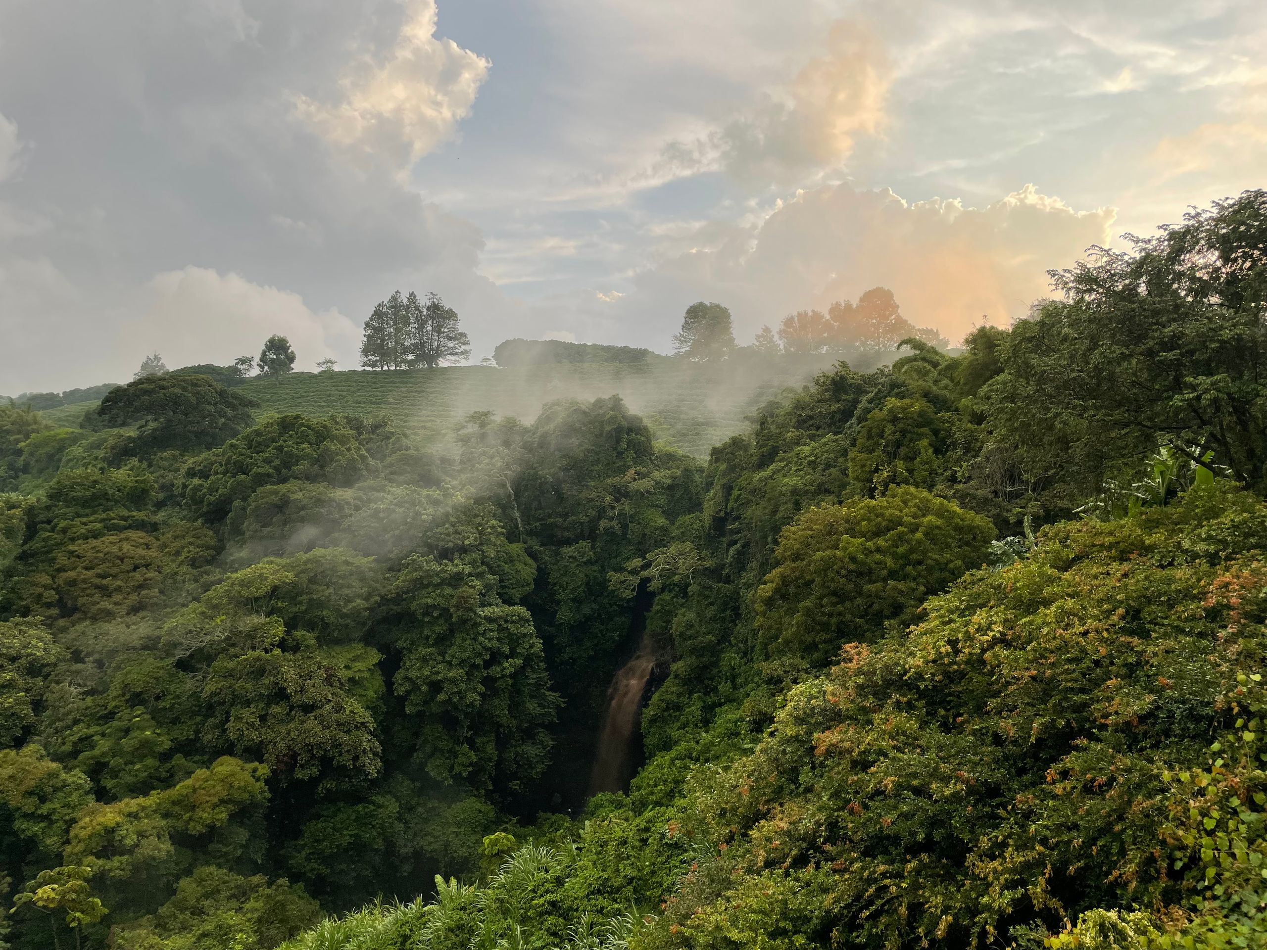 Scenic view of a lush forest with mist and clouds, capturing the tranquility of nature.