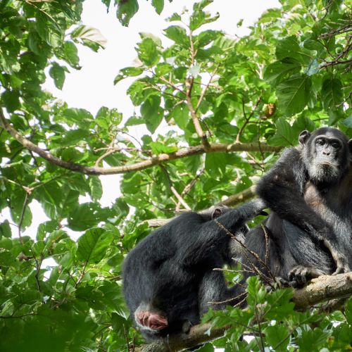 Two chimpanzees relaxing on a tree branch amidst dense foliage in a natural habitat.