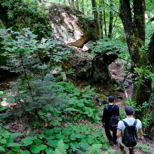 Two hikers exploring a verdant forest trail with large boulders and lush vegetation. Nature adventure.