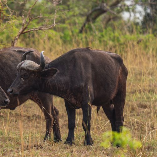 Two wild buffaloes in a grassy savannah, showcasing natural wildlife behavior and interaction.