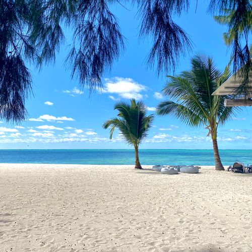 Beautiful beach view in Mauritius with palm trees and clear blue ocean.